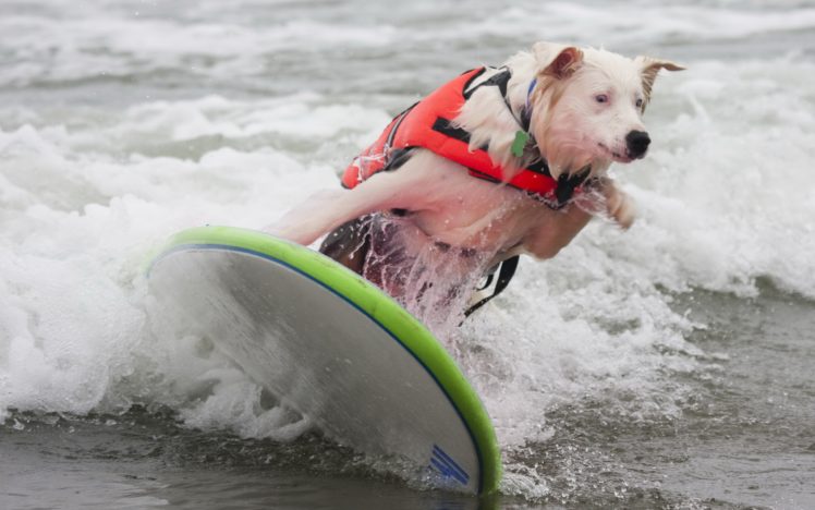 dog, Surfing HD Wallpaper Desktop Background