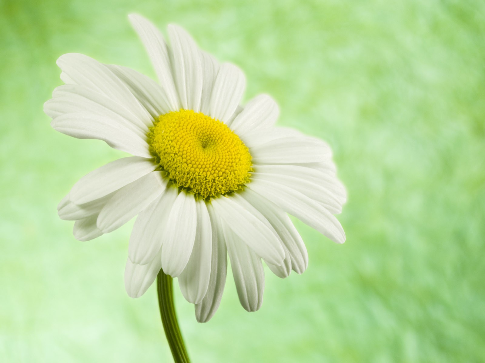 flowers Wallpaper