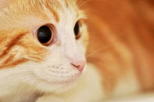 red, Cat, With, Expressive, Eyes