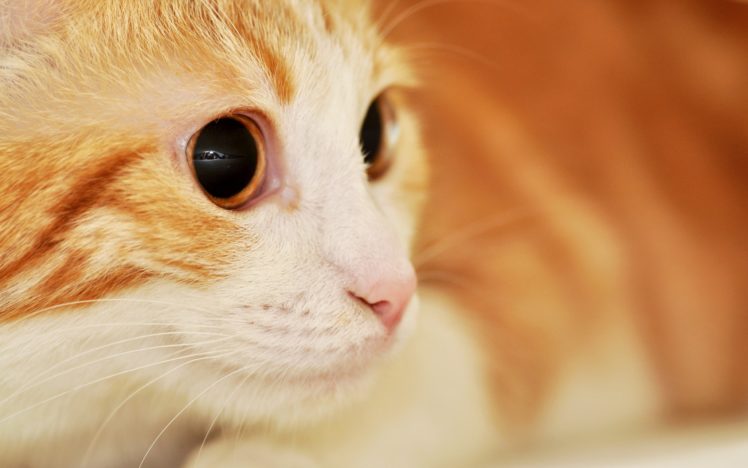 red, Cat, With, Expressive, Eyes HD Wallpaper Desktop Background