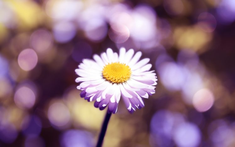 flower, Glare, Petals HD Wallpaper Desktop Background