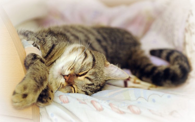 cats, Animals, Sleeping HD Wallpaper Desktop Background