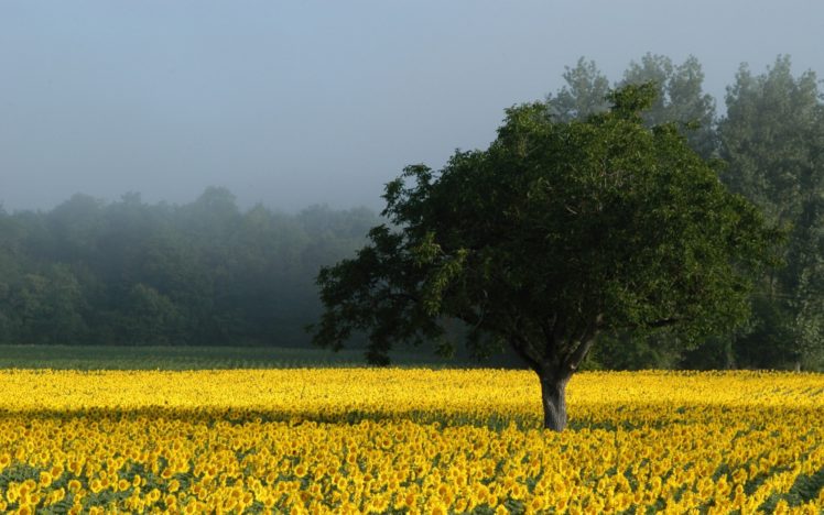 nature, Fields, Yellow, Flowers HD Wallpaper Desktop Background
