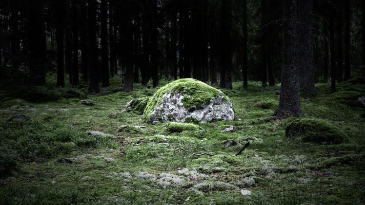 forests, Rocks, Moss HD Wallpaper Desktop Background