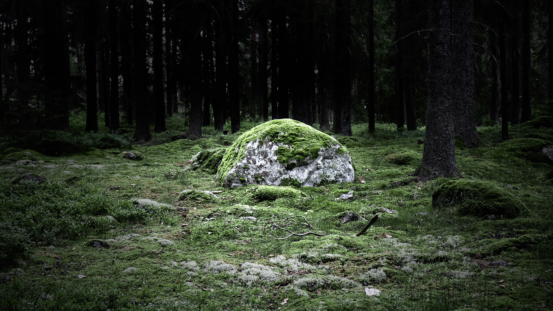 forests, Rocks, Moss Wallpaper