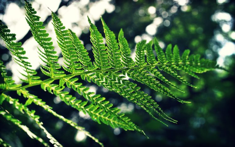nature, Trees, Leaves, Ferns HD Wallpaper Desktop Background
