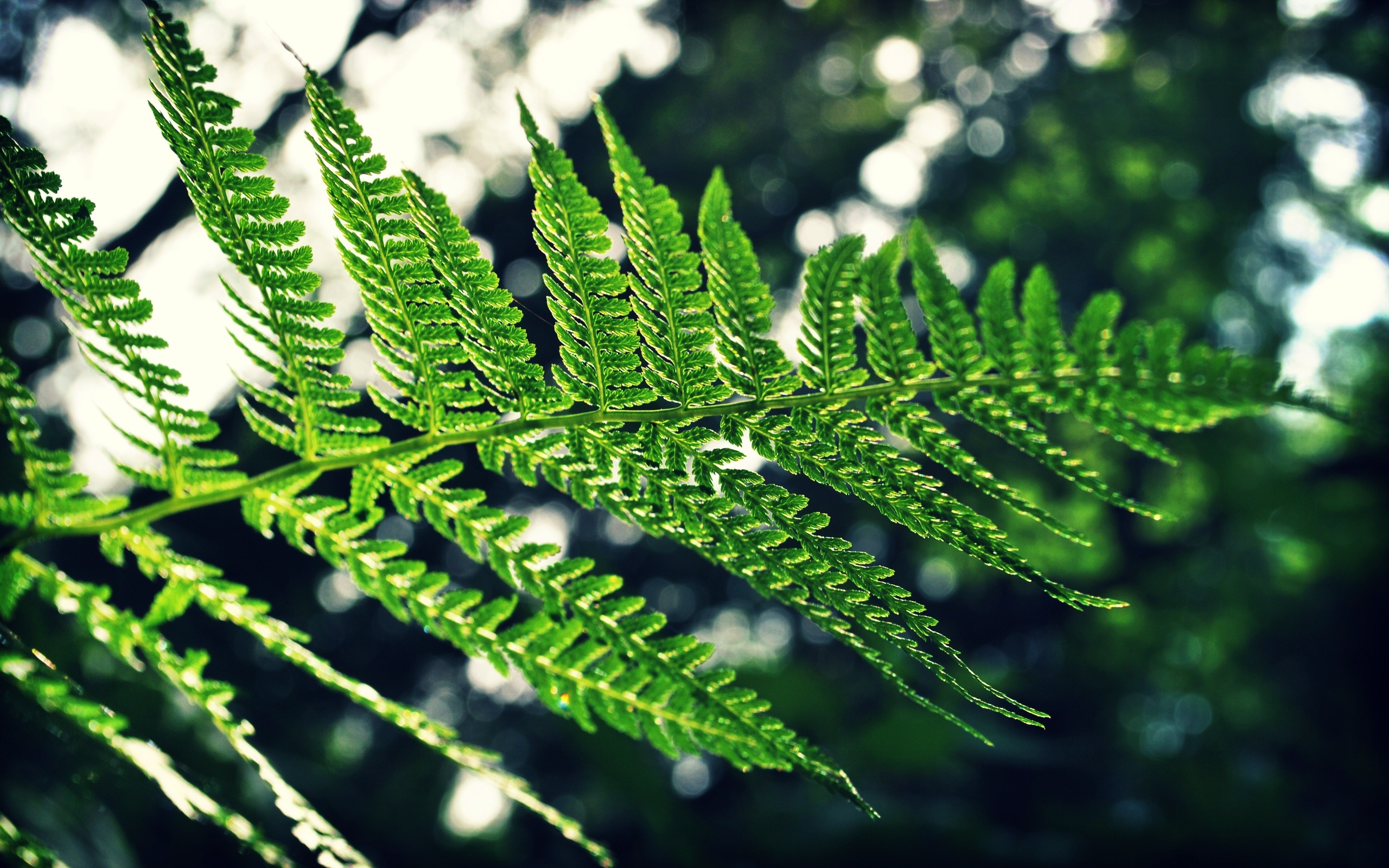 nature, Trees, Leaves, Ferns Wallpaper