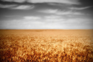 clouds, Landscapes, Nature, Fields, Wheat