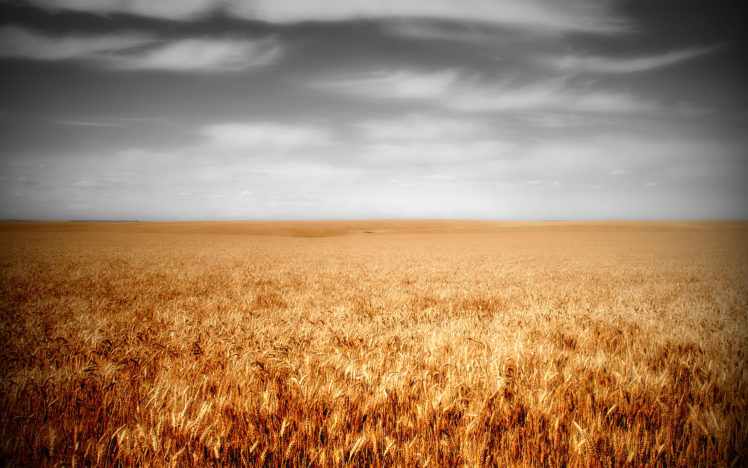 clouds, Landscapes, Nature, Fields, Wheat HD Wallpaper Desktop Background
