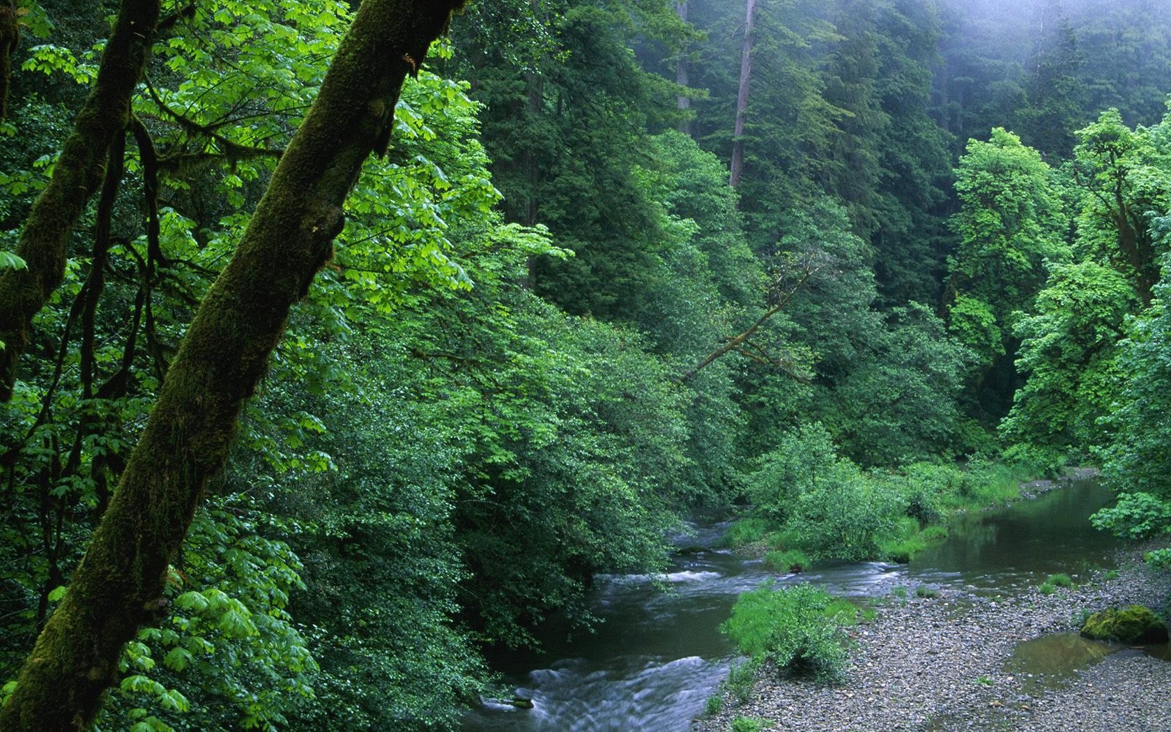 landscapes, Nature, Forests, Woods, California Wallpaper