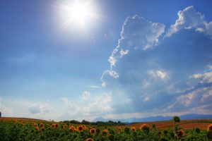 clouds, Landscapes, Fields, Sunflowers