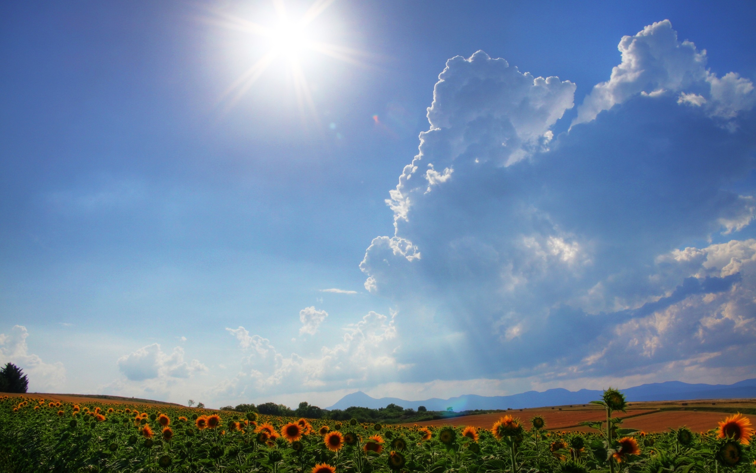 clouds, Landscapes, Fields, Sunflowers Wallpaper