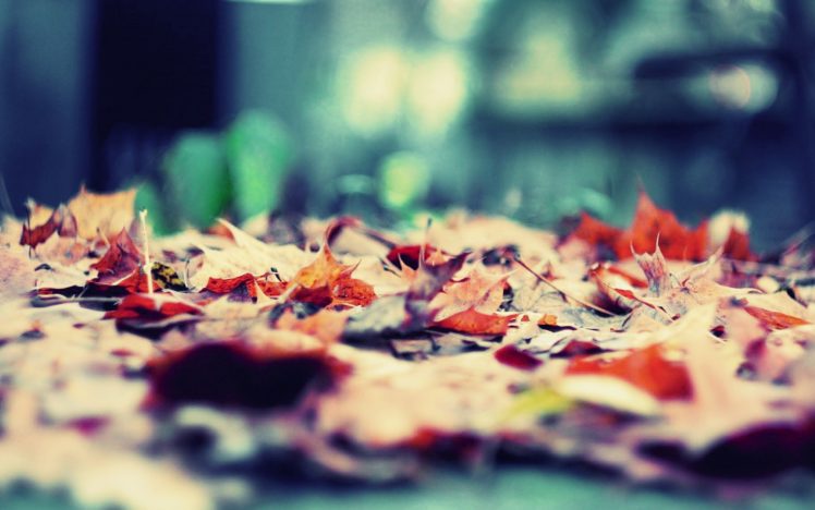 nature, Leaves, Autuum HD Wallpaper Desktop Background