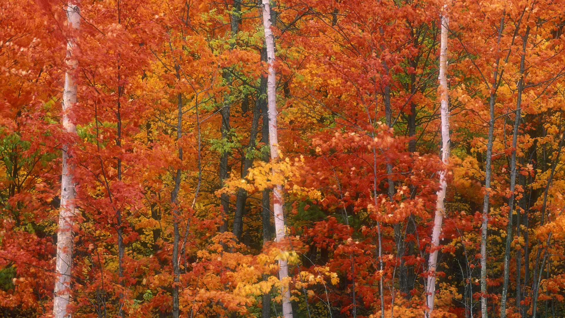 autumn, Peak, Canada Wallpaper
