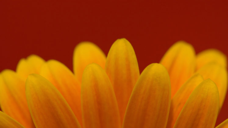 flower, Petals, Yellow, Flowers HD Wallpaper Desktop Background