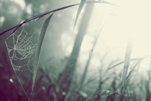 green, Nature, Grass, Web, Spiders