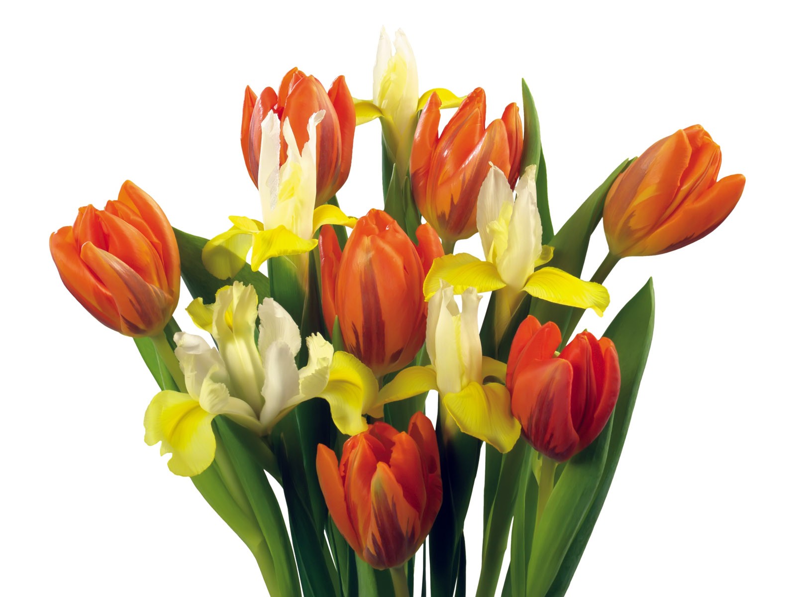 flowers, Tulips Wallpaper