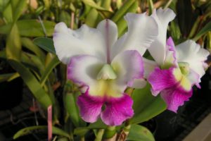 flowers, Orchids