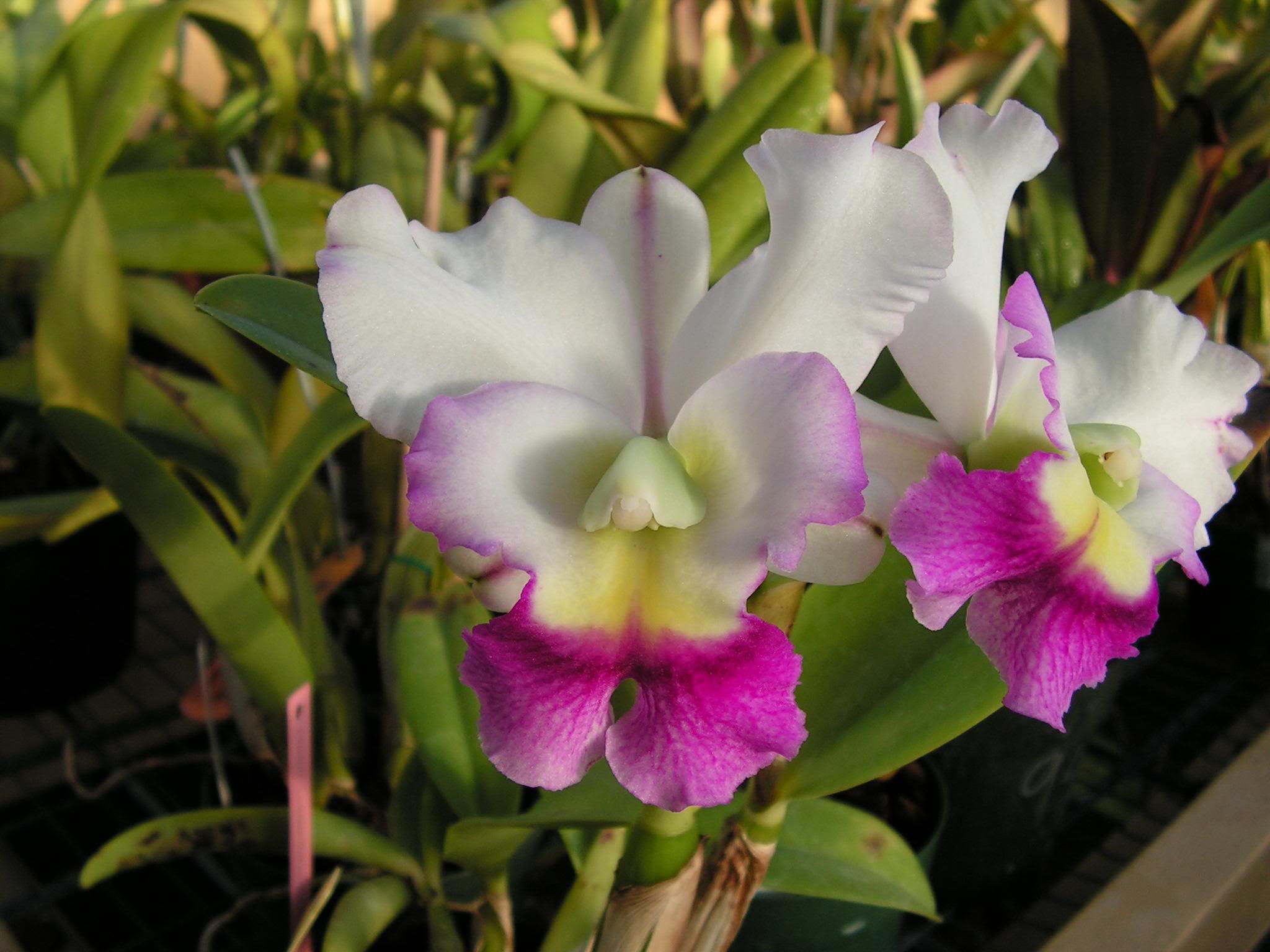 flowers, Orchids Wallpaper