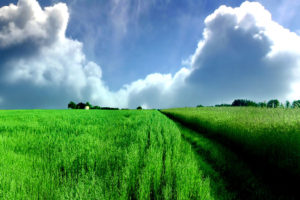 fields, Skyscapes