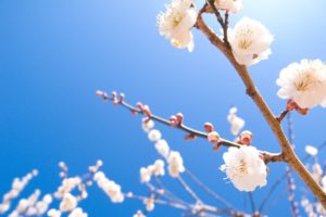 nature, Cherry, Blossoms, Flowers, Spring,  season , Blossoms