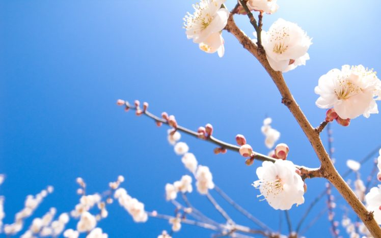 nature, Cherry, Blossoms, Flowers, Spring,  season , Blossoms HD Wallpaper Desktop Background