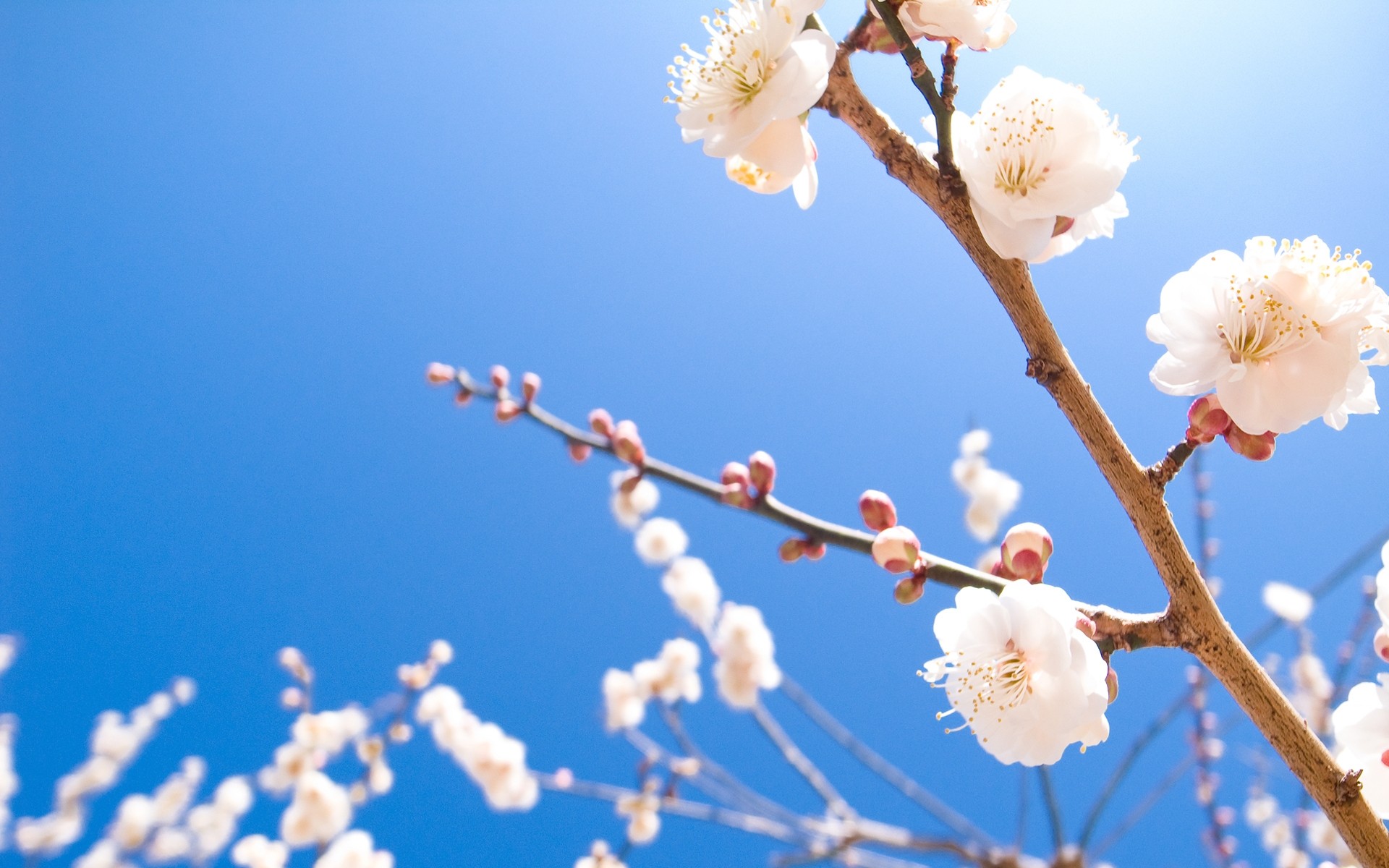 nature, Cherry, Blossoms, Flowers, Spring,  season , Blossoms Wallpaper