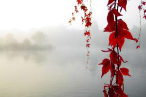 nature, Red, Leaves, Fog, Hanging, Vines