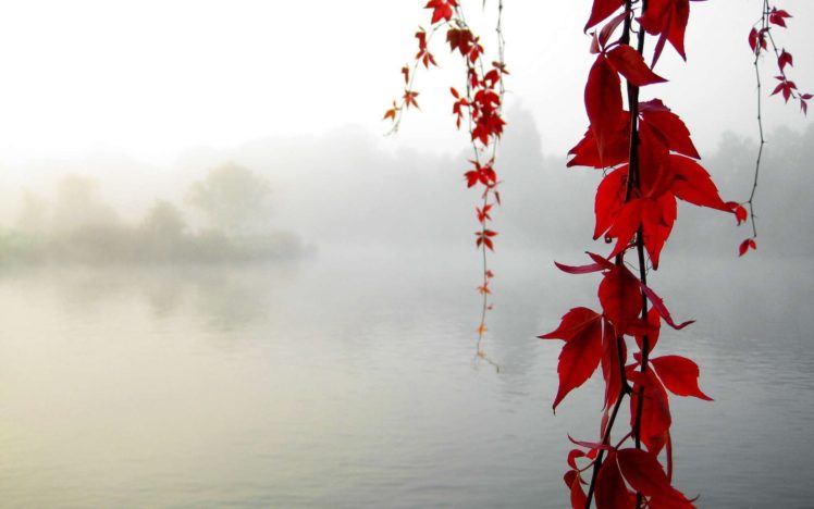 nature, Red, Leaves, Fog, Hanging, Vines HD Wallpaper Desktop Background
