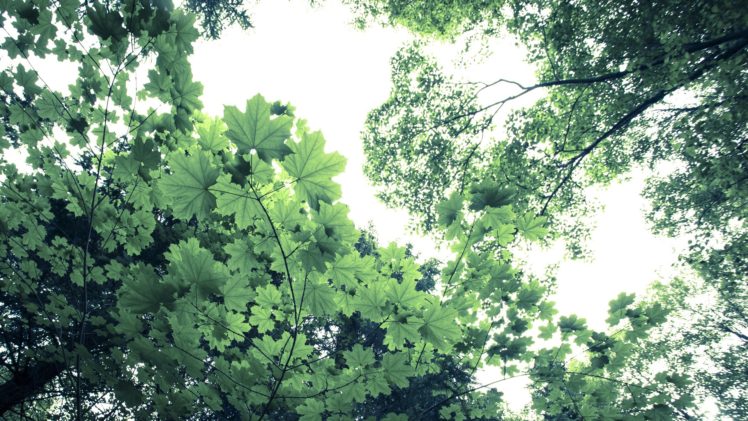 nature, Trees, Forests, Leaves HD Wallpaper Desktop Background