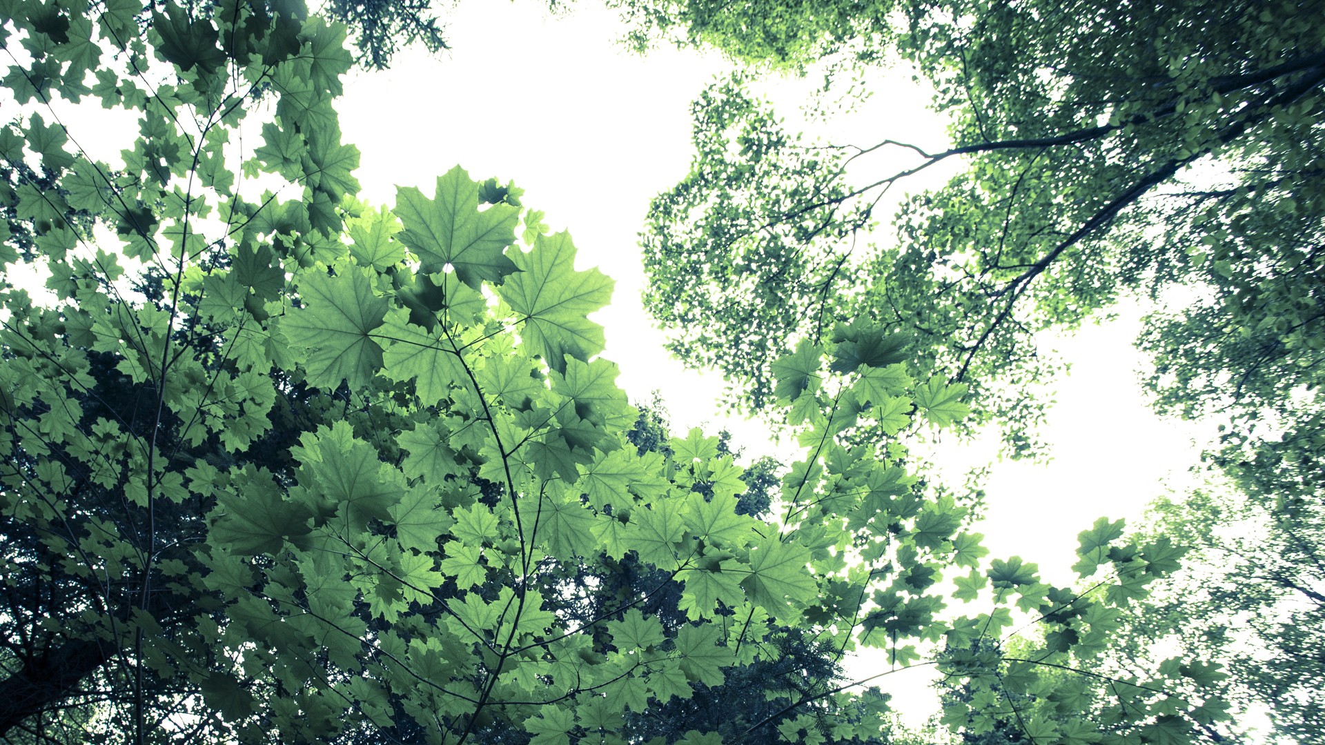 nature, Trees, Forests, Leaves Wallpaper