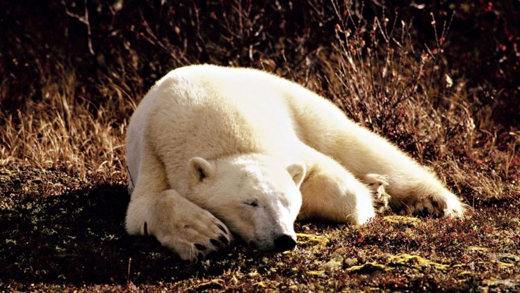 animals, Sleeping, Polar, Bears HD Wallpaper Desktop Background