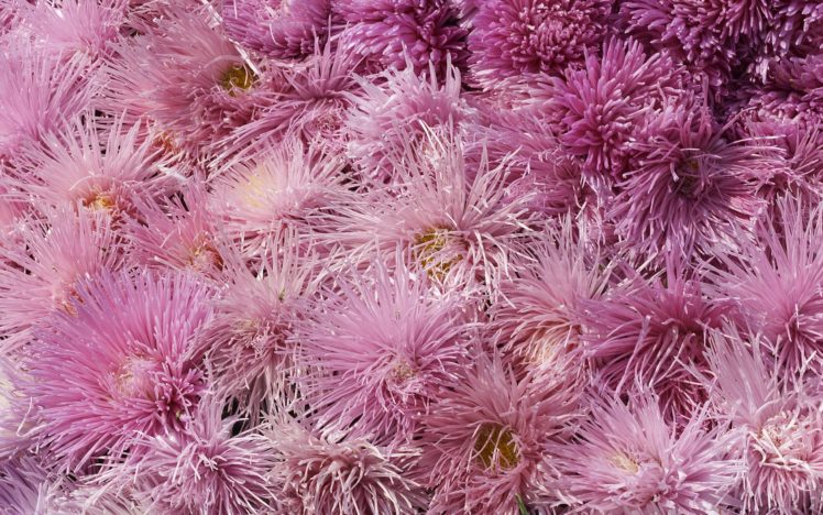 flowers, Pink, Flowers, Chrysanthemums HD Wallpaper Desktop Background
