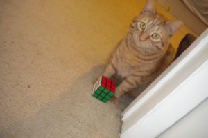cats, Rubiks, Cube