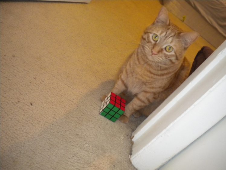 cats, Rubiks, Cube HD Wallpaper Desktop Background
