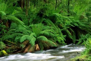 nature, Streams, Australia, Ferns, National, Park