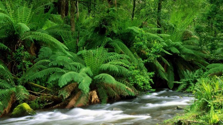 nature, Streams, Australia, Ferns, National, Park HD Wallpaper Desktop Background