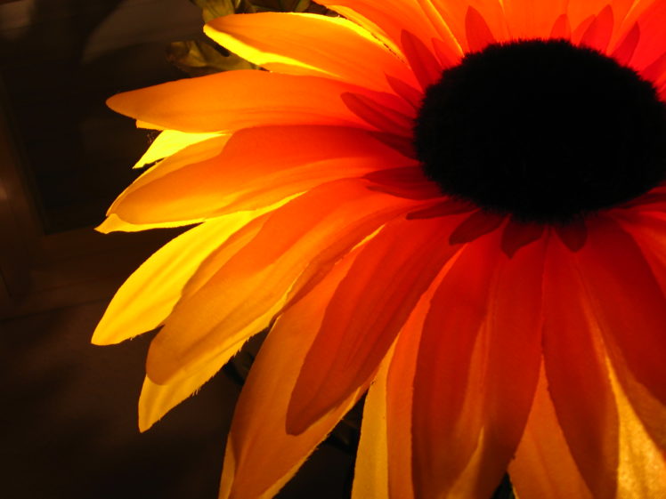 nature, Flowers, Orange, Flower, Petals HD Wallpaper Desktop Background