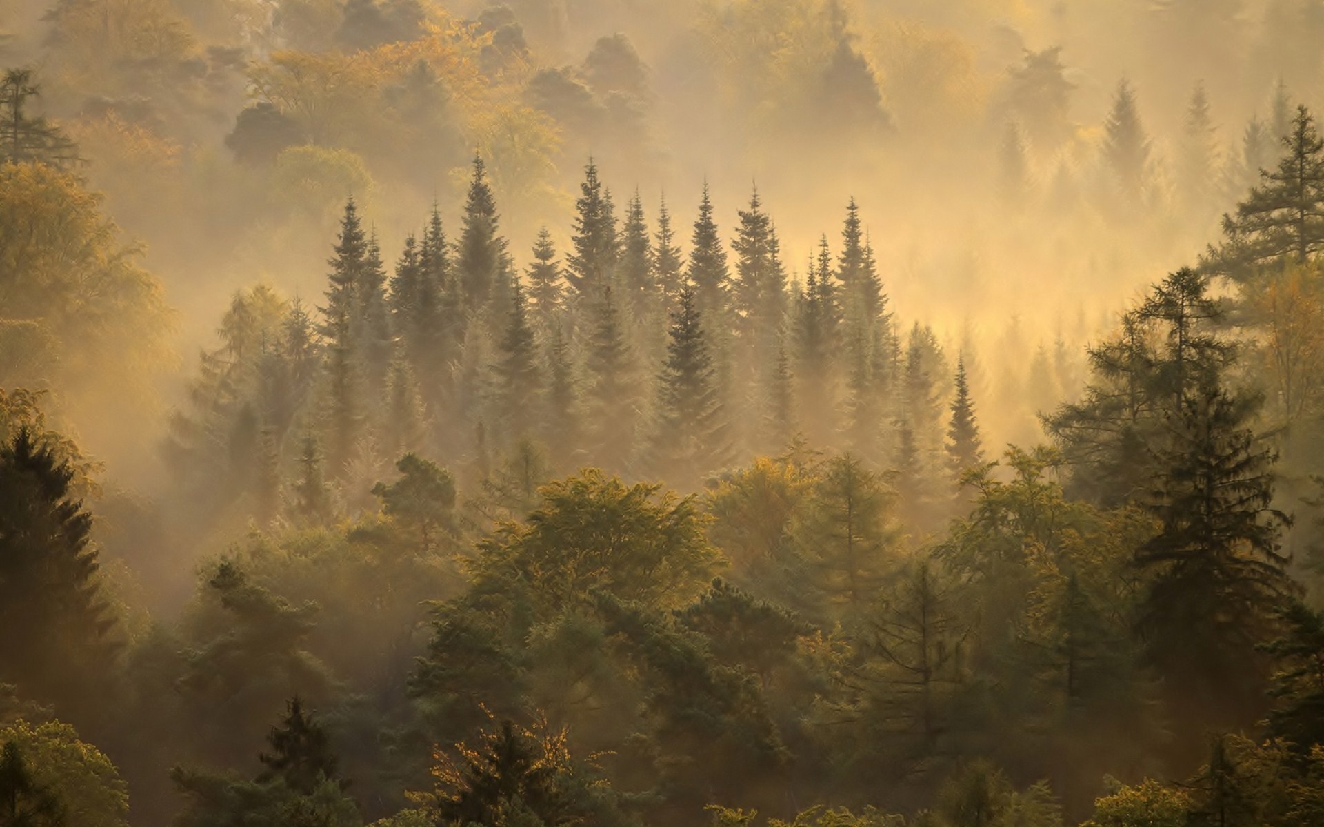 forest, Trees, Fog Wallpaper