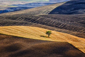 hills, Italy, Tuscany, Tree, Field