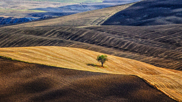 hills, Italy, Tuscany, Tree, Field HD Wallpaper Desktop Background