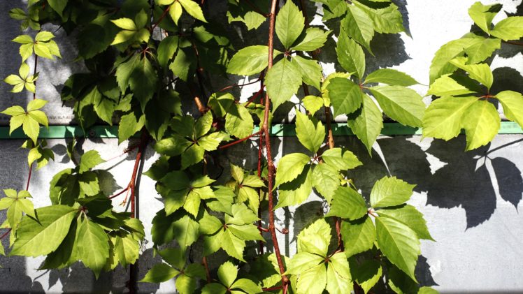 green, Nature, Wall, Leaves, Ivy HD Wallpaper Desktop Background