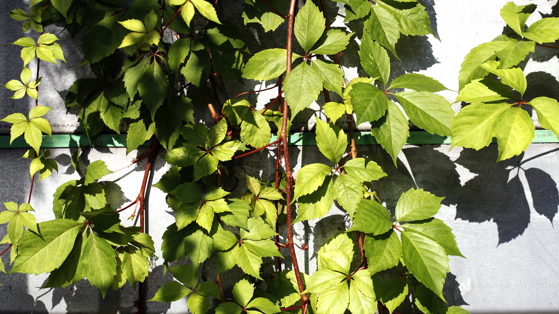 green, Nature, Wall, Leaves, Ivy Wallpaper