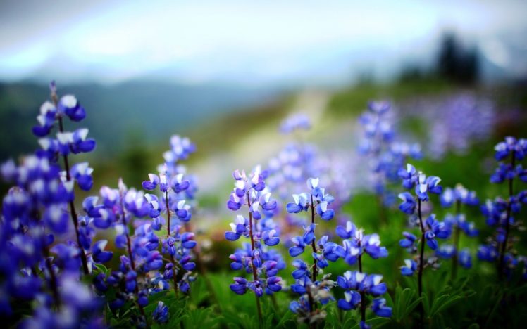 flowers, Blue, Flowers, Lupine HD Wallpaper Desktop Background