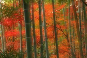 japan, Forests, Bamboo, Kyoto, Parks