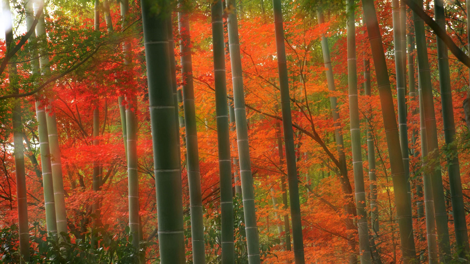 japan, Forests, Bamboo, Kyoto, Parks Wallpaper