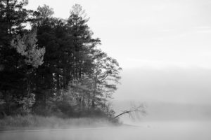 trees, Fog, Grayscale