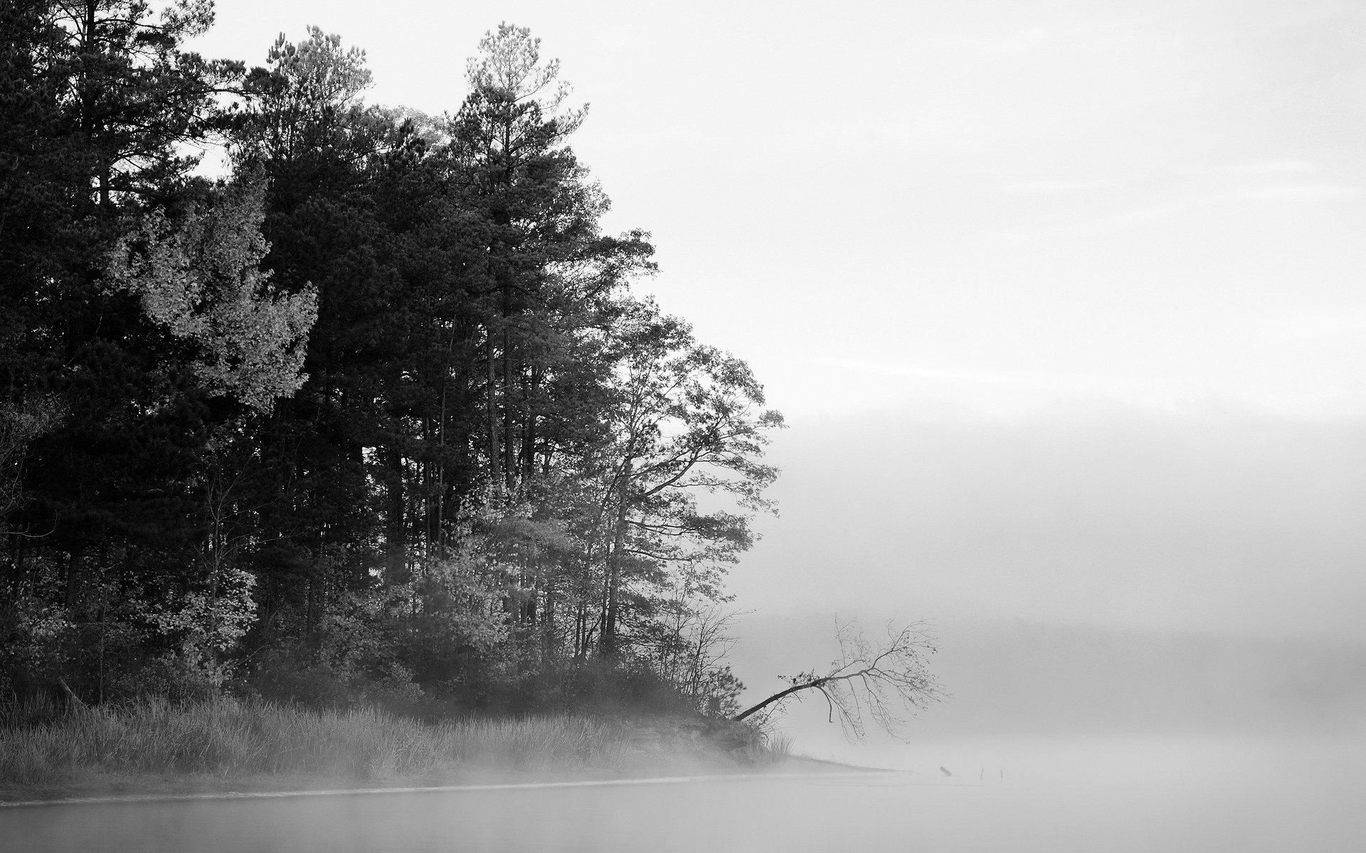 trees, Fog, Grayscale Wallpaper