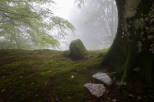 trees, Forests, Stones, Moss
