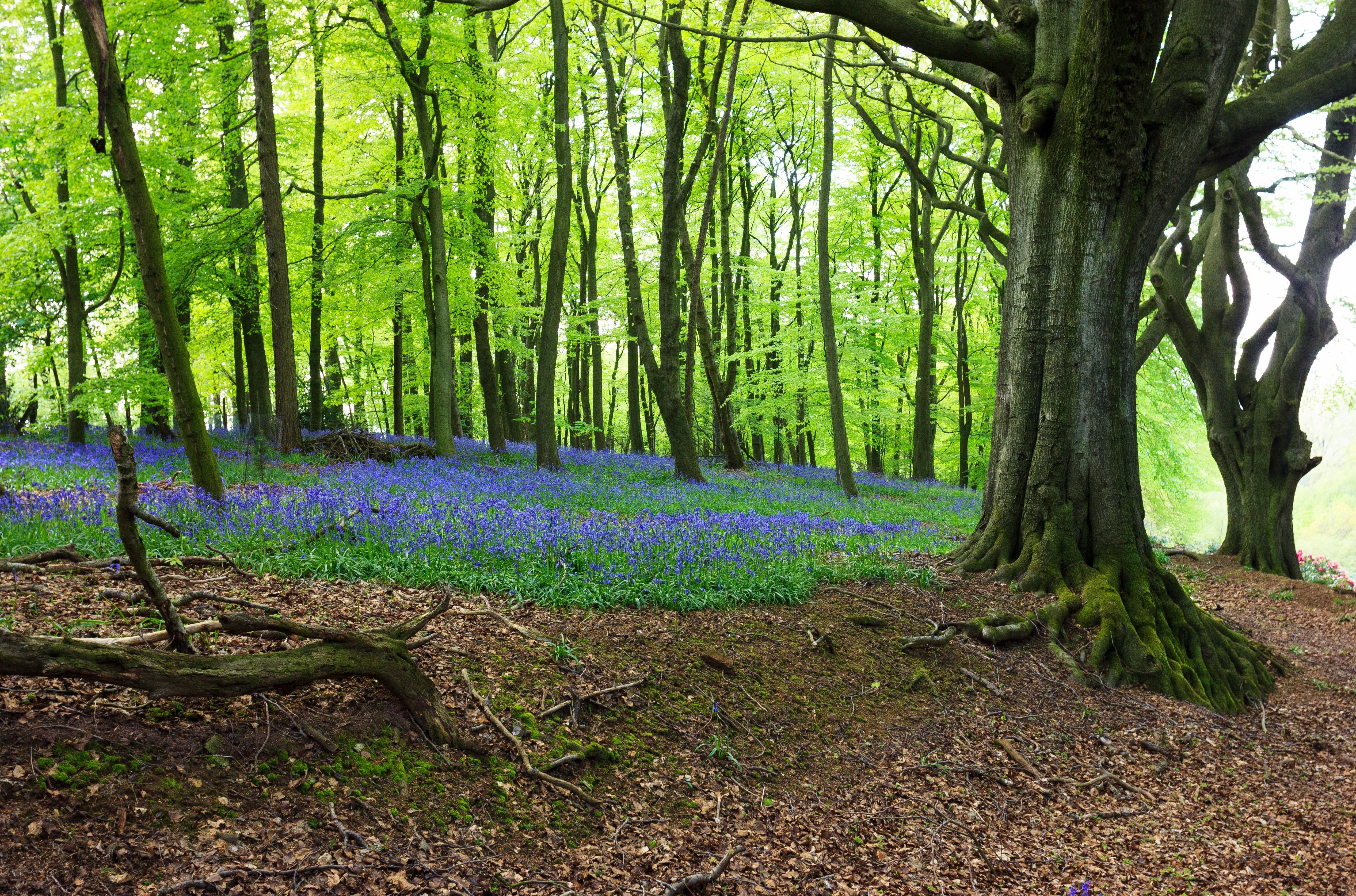 forest, Trees, Flowers, Nature Wallpaper